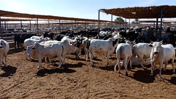 استغاثة من مربو الماشية للزراعة بسبب تراجع الأسعار