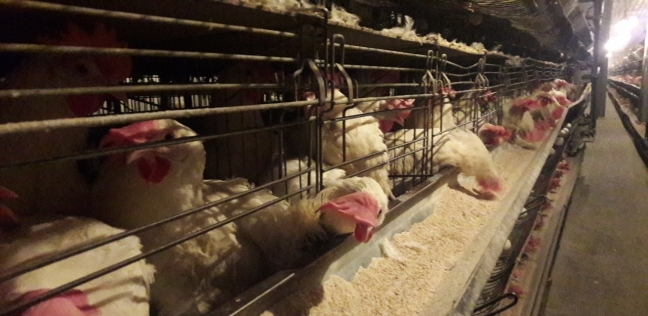 بعد انتشار إنفلونزا الطيور بالسعودية.. تصريحات هامة من وزارة الزراعة